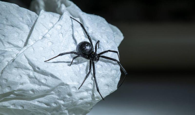 A black widow spider.