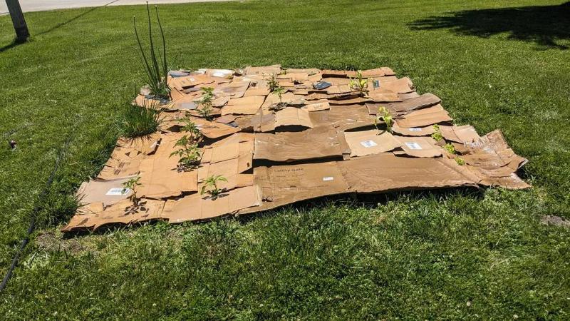 A person's yard after they've laid out cardboard mulch.