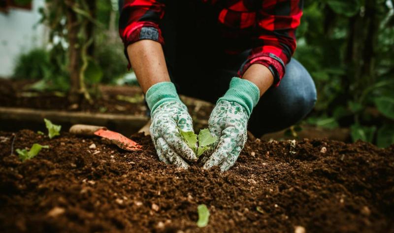 Someone planting a small plant in the soil.