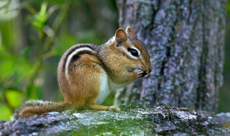 A chipmunk standing on a log, its paws to its face.