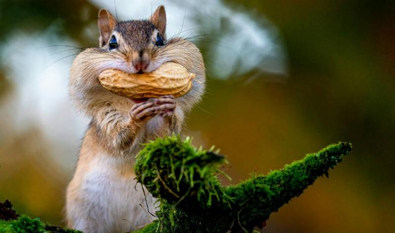 A chipmunk with a peanut in its mouth, its cheeks puffed out. 