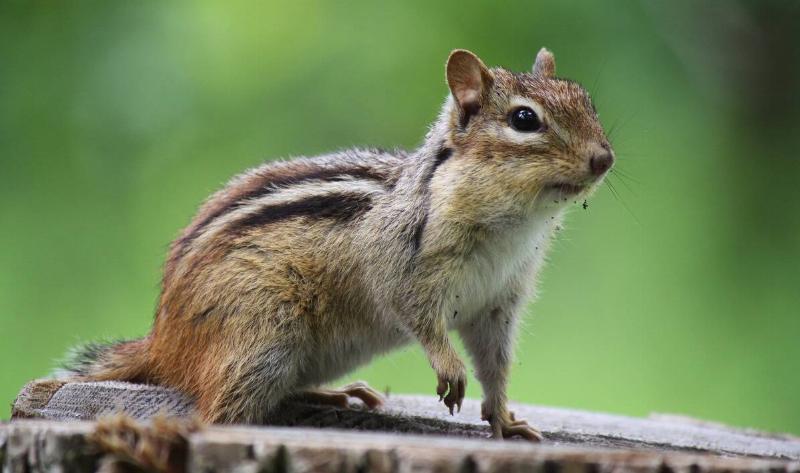 A chipmunk standing on a log.