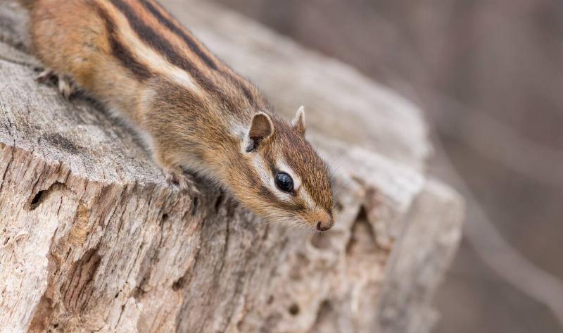 A chipmunk standing on a log, leaning forward.