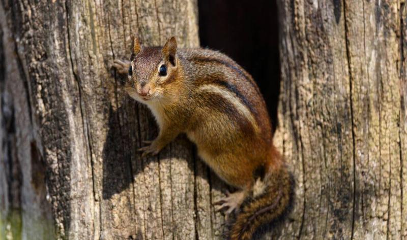 A chipmunk clinging to a tree.