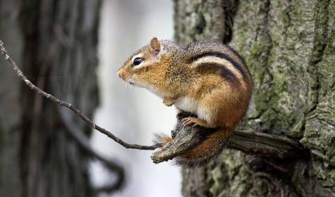 A chipmunk perched on a small branch.
