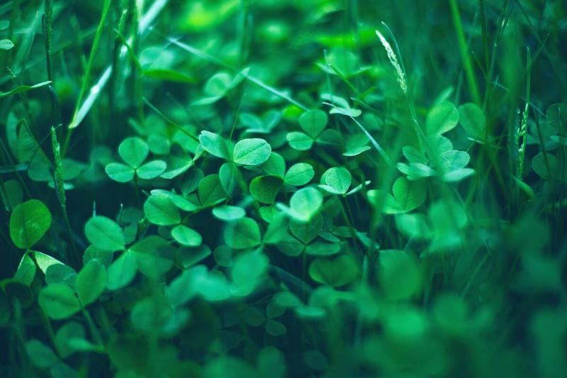 Close up of natural Shamrock field. Rural nature view. Spring Holiday floral backdrop. Green Garden background. Happy saint Patrick day symbol. St. Patrick's Day Clovers