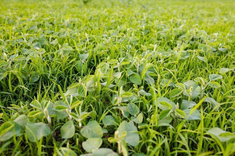 Dealing with troublesome weeds in fields. Lambsquarters soybean sprouts on an unencidesed without single non-residual herbicidefield.