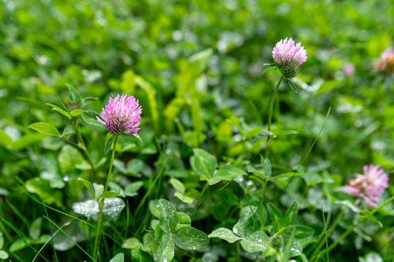 Clover flowers bloom in a lush green garden during a sunny afternoon in springtime