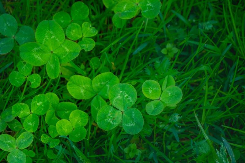 green clover leaves background with some parts in focus. four - leaf clover in the middle of the usual Shamrock . background concept for st. patrick's day, luck, irish culture. High quality photo