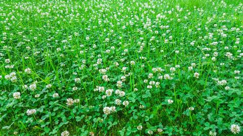 Medicinal plant, white clover field. Natural background