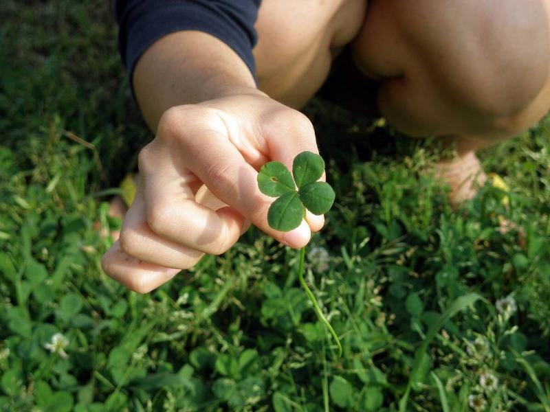 A person crouched down in a clover lawn, holding up a four-leaf clover to the camera.