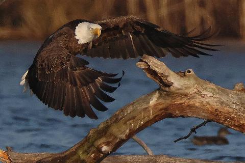 A bald eagle flies over the Massapequa Preserve on March 25, 2025 in Massapequa, New York. The Long Island region is home to a large variety of wildlife.