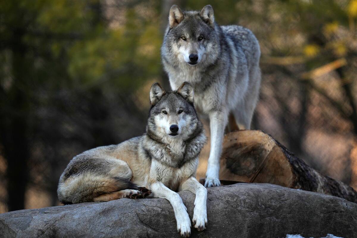 Lia and her brother Hooper, gray wolves in the exhibit pack at the Minnesota Zoo, peer out from a rocky perch in their enclosure Tuesday, March 15, 2022 in Apple Valley, Minn.