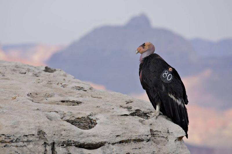 A numbered tag hangs from the wing of a female California Condor at Grand Canyon National Park in Grand Canyon, Arizona, U.S., on Wednesday, June 24, 2015.