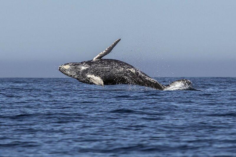 A humpback whale (Megaptera novaeangliae) jumps out of the Pacific Ocean's waters in Los Cabos, Baja California Sur, Mexico on March 14, 2018.