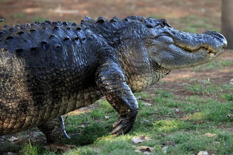 An alligator moves through the Wakodahatchee Wetlands on March 13 2024 in Delray Beach, Florida.