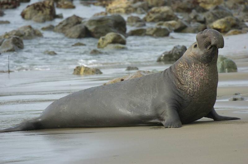 Elephant Seal Male Landing on the Beach, Northern Elephant Seal, Piedras Blancas Rookery, San Simeon, California.