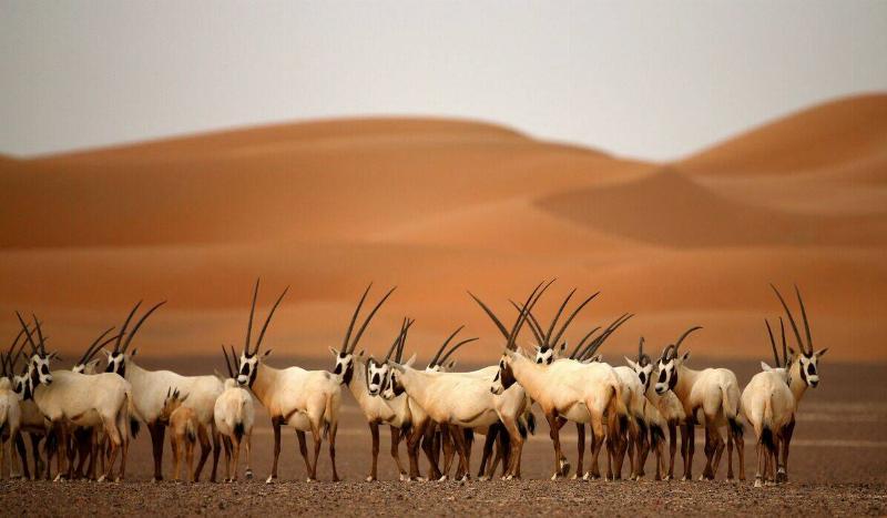 Arabian Oryx are seen at the Arabian Oryx Sanctuary in Umm Al-Zamool, some 290 kilometres south of Abu Dhabi near the border with Oman and Saudi Arabia, on March 1, 2016.