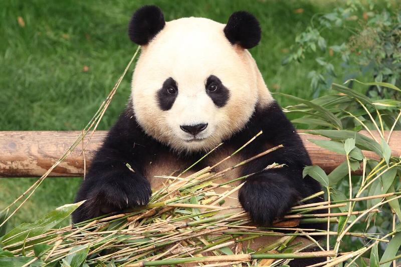Giant panda Fu Bao eats bamboo at Everland amusement park in Yongin on March 3, 2024.