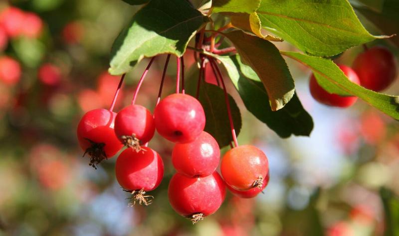 A closeup of some growing crabapples.