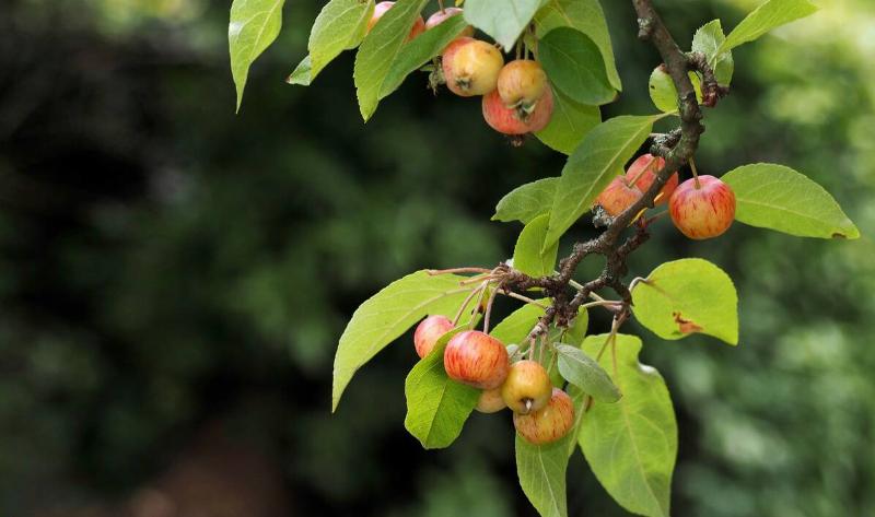 Some crabapples on a crabapple tree branch.