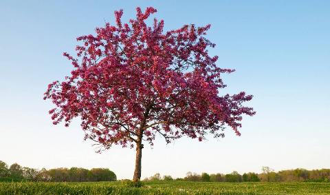 A blooming pink crabapple tree in a field.
