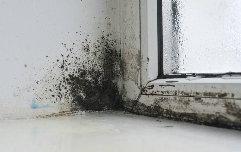 mold colonies on damp window. mold flourishes in moisture-rich environment. wet glass, window with black mold.