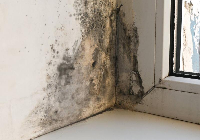 mold on window apartment. Toxic mold infestation takes hold around  apartment windows - dark spore clusters. fungal network expands its 
territory across vulnerable building materials.