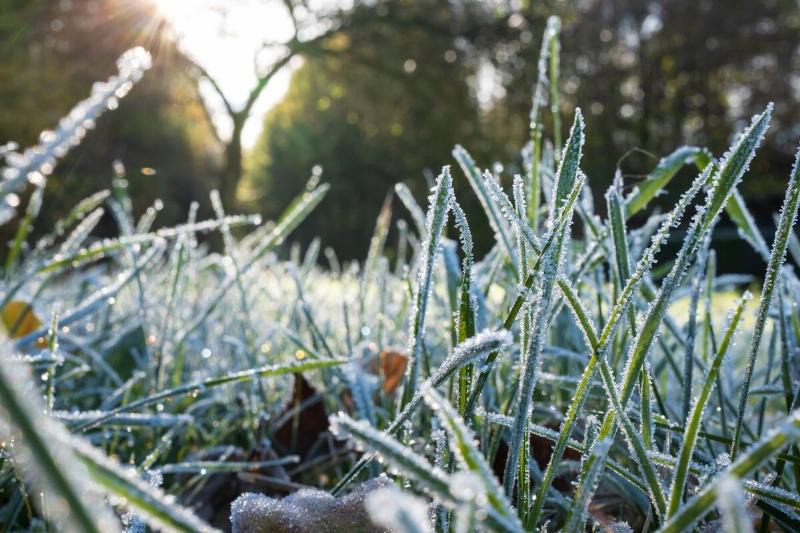 Green grass in hoarfrost, glistens in the rays of the morning autumn sun, in the park. Close-up. Bottom view.