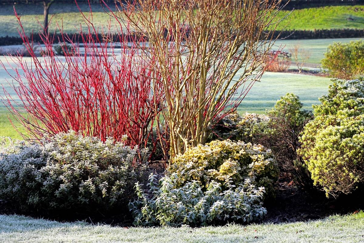 A selecttion of shrubs covered in frost.