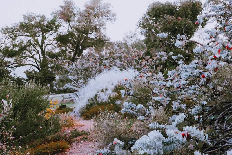 A garden covered in frost.