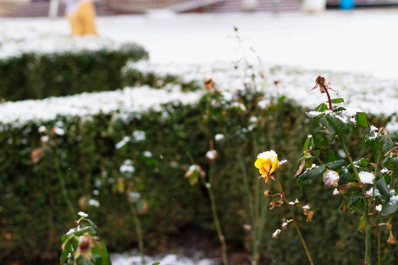 Some flowers in front of a hedge with a light dusting of snow on them.