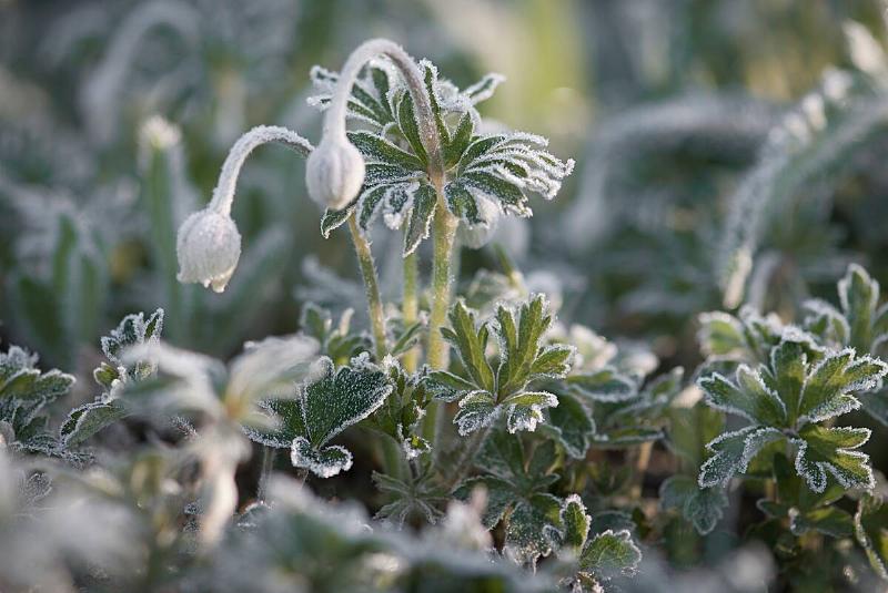 A budding flower covered in frost.