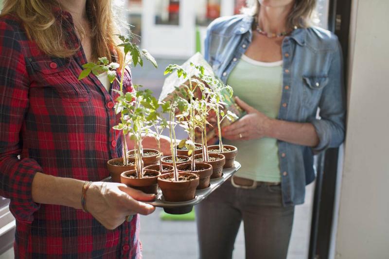 Cropped view of womens mid section in doorway holding tray of plants