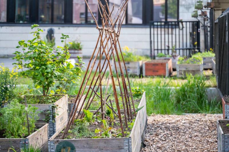 Bamboo pole structure stands on garden bed in community garden prepared to support tall plants