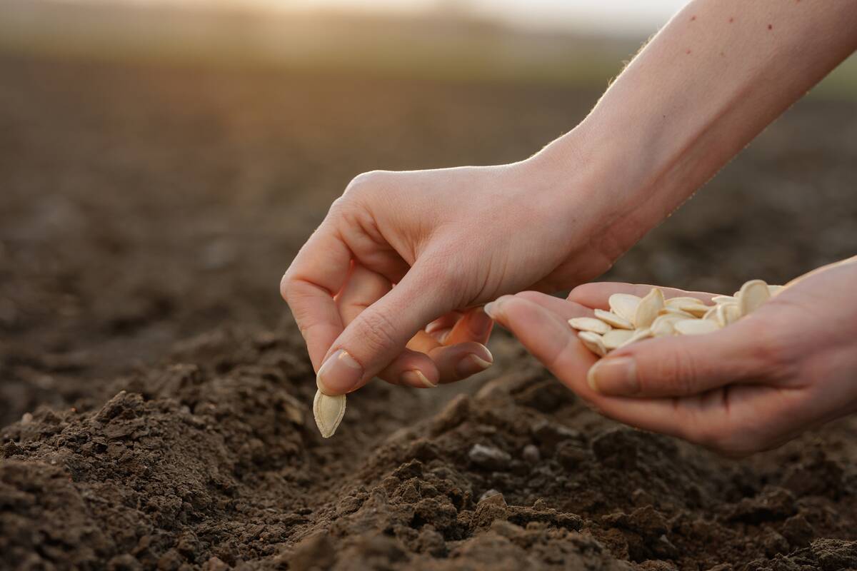 Close-up of a person planting seeds by hand into soil at sunset, symbolizing farming, growth, and sustainability.