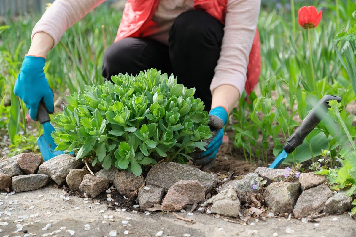 Spring work in the garden, woman hands in gloves with garden tools, in foreground young green bush Sedum telephium, stonecrop