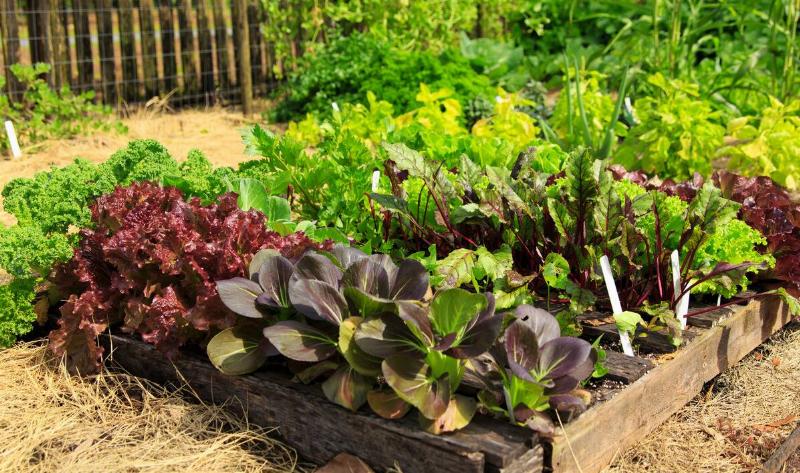 A closeup of a raised bed with plenty of growing veggies.
