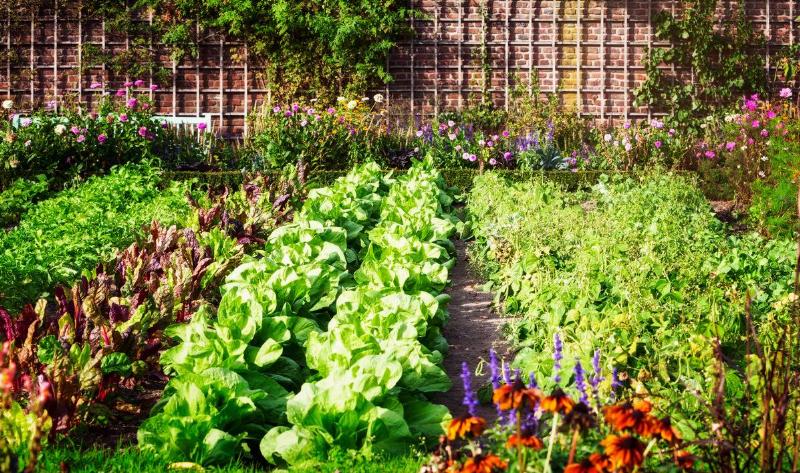 Rows of vegetable plants in a yard.