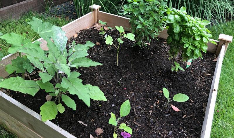 A closeup of a garden bed with sprouting plants.