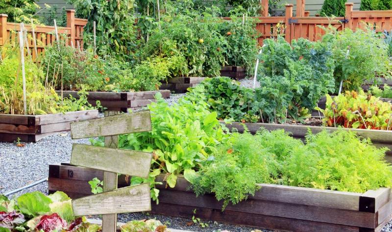A slanted garden with tiered raised beds.