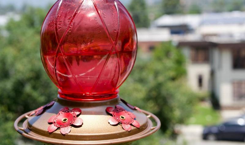 A closeup of a hummingbird feeder.