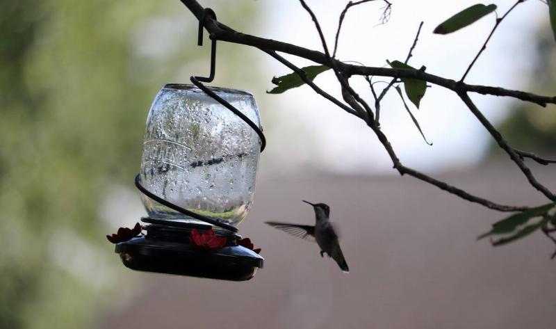 A hummingbird feeder hung on a branch, a bird approaching it.