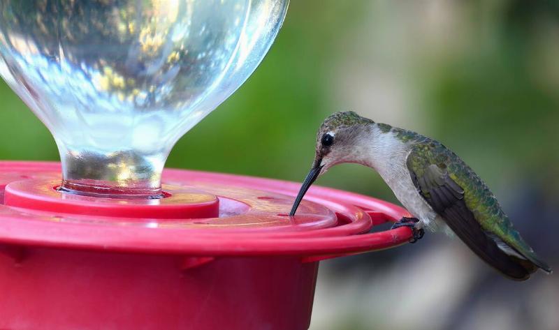 A closeup of a hummingbird feeding from a hummingbird feeder.