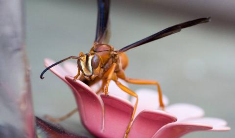 A closeup of a wasp on a hummingbird feeder.