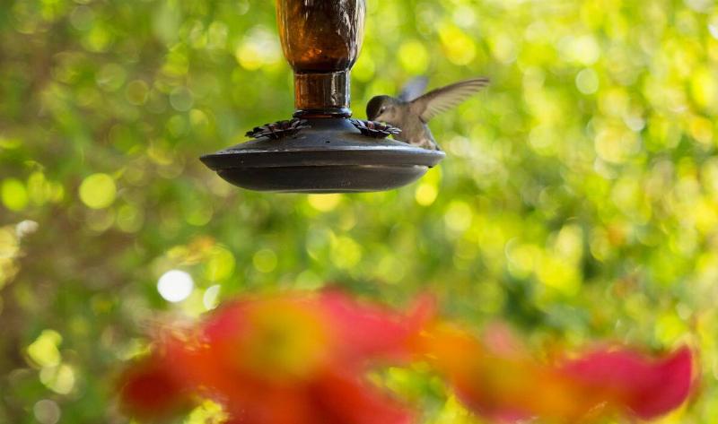 A hummingbird on a hummingbird feeder.