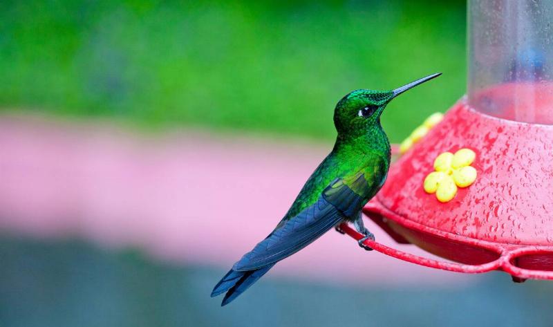 A closeup of a hummingbird perched on a hummingbird feeder.
