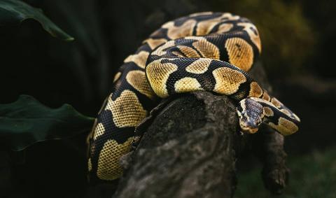 A burmese python on a log.