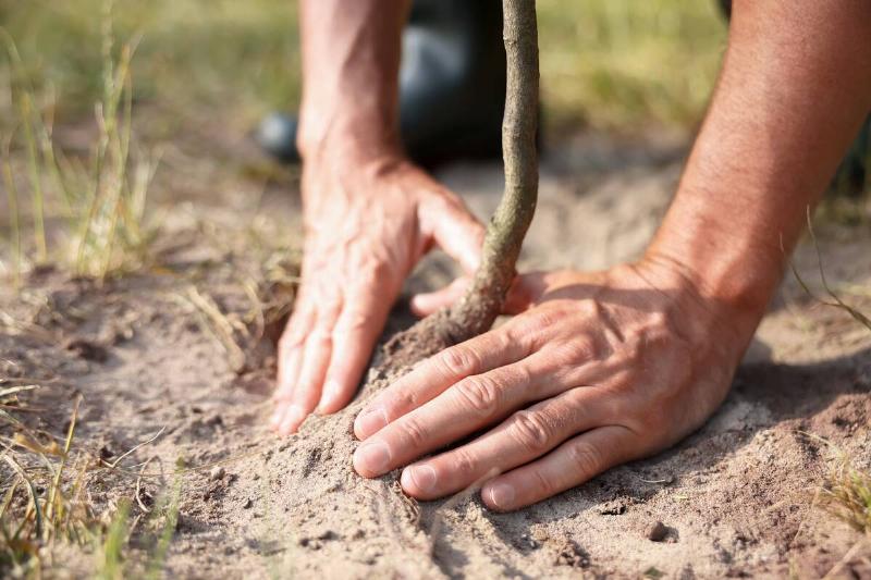 Man planting small tree into soil outdoors, closeup