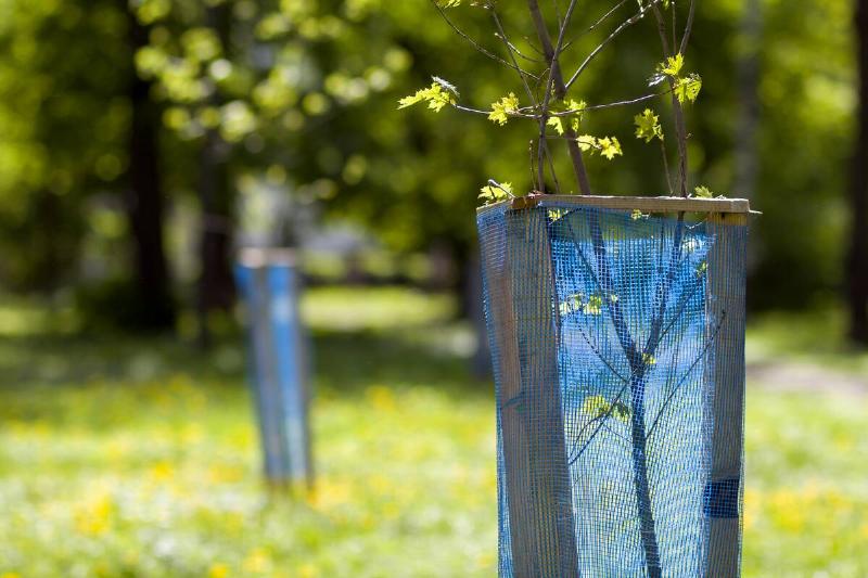 Beautiful view of row of young green saplings trees with blue plastic  protective hedge on bright sunny day on blurred park, garden or orchard 
background. Environment recreation and protection concept.